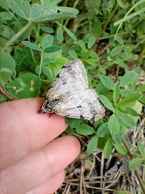 Aplocera efformata/plagiata