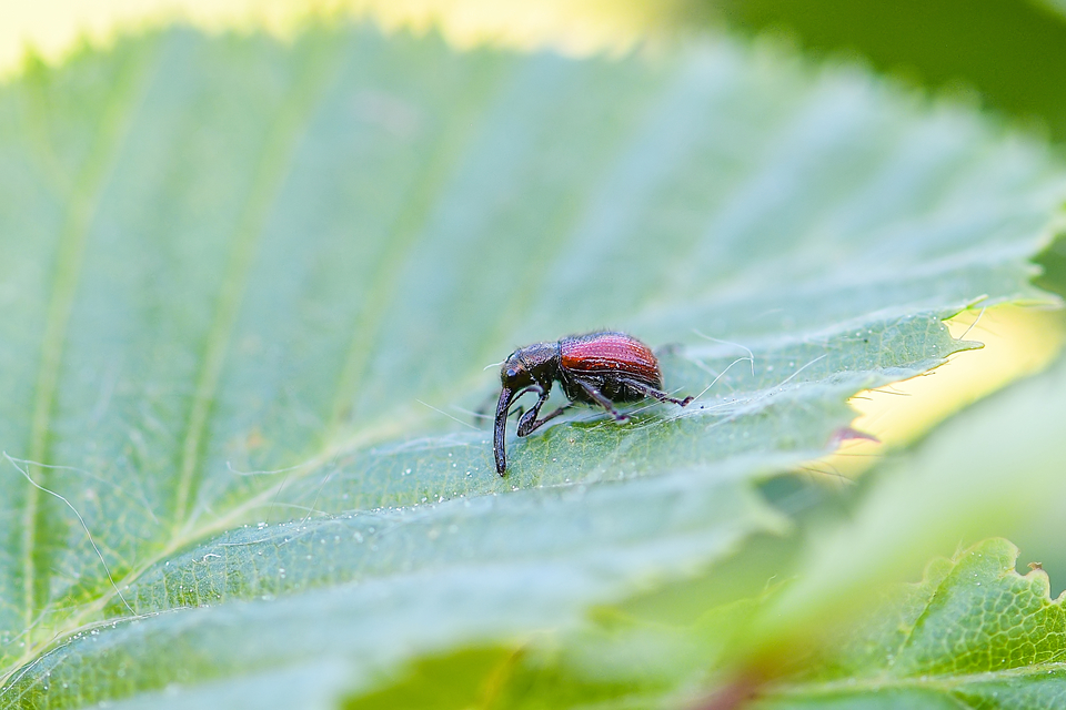 Tatianaerhynchites aequatus - piros kökényeszelény
