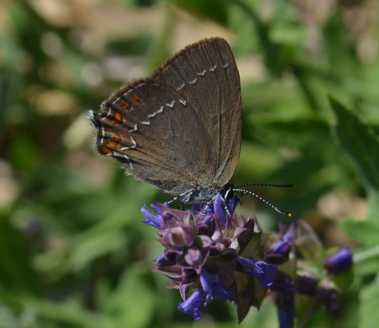 Satyrium ilicis - tölgyfa-csücsköslepke