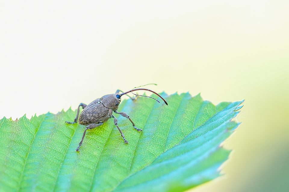 Curculio glandium - tölgymakkzsuzsóka