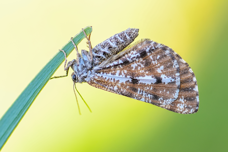Bupalus piniaria - fenyőaraszoló