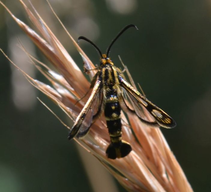 Sesiidae - szitkárfélék