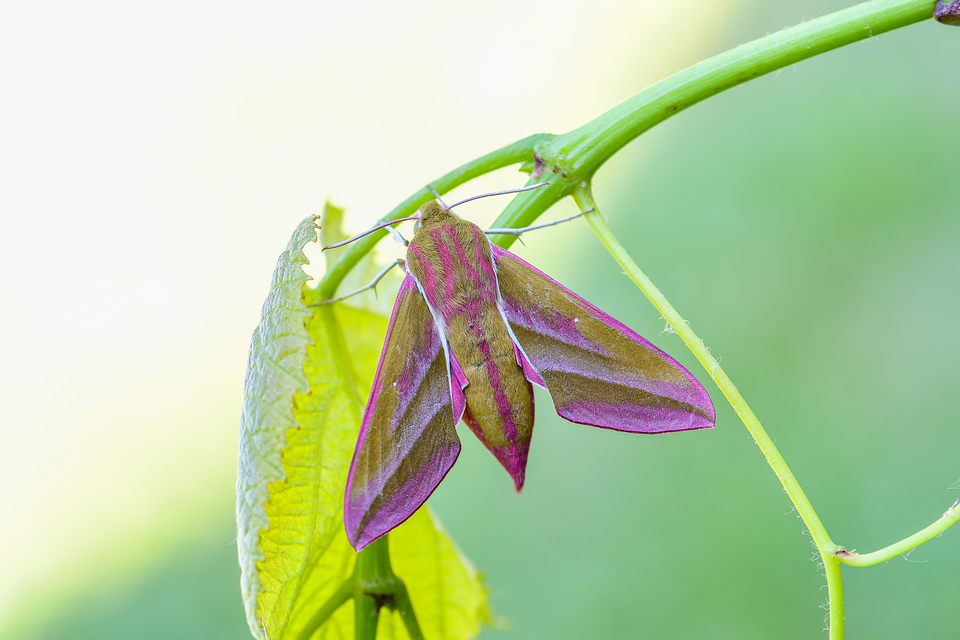Deilephila elpenor - szőlőszender
