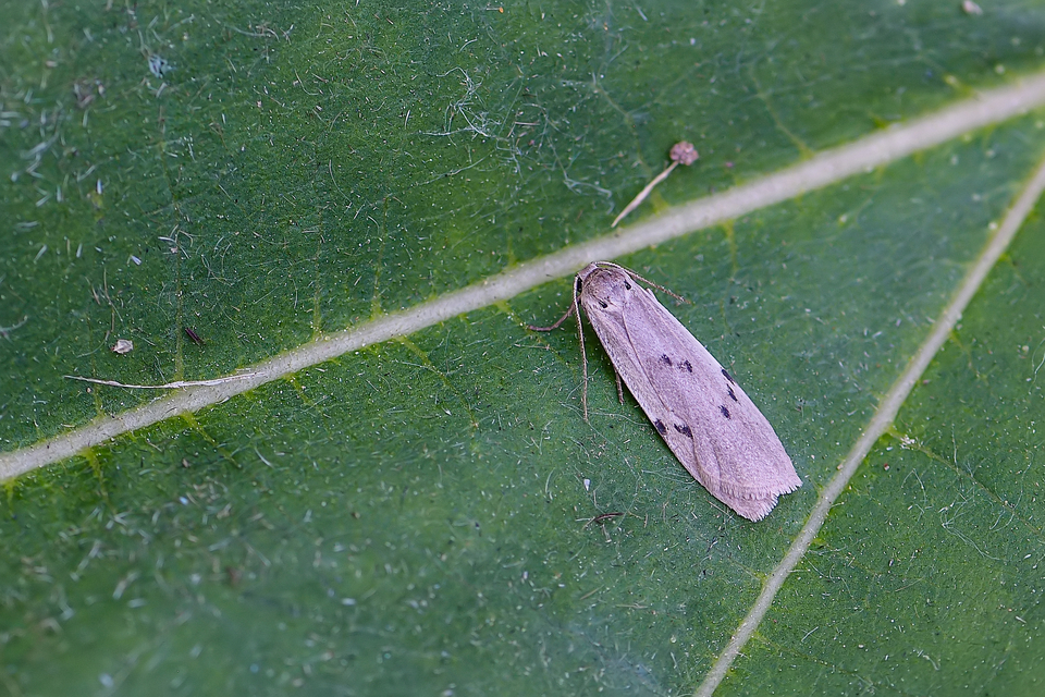 Pelosia muscerda - hamvas zuzmószövő