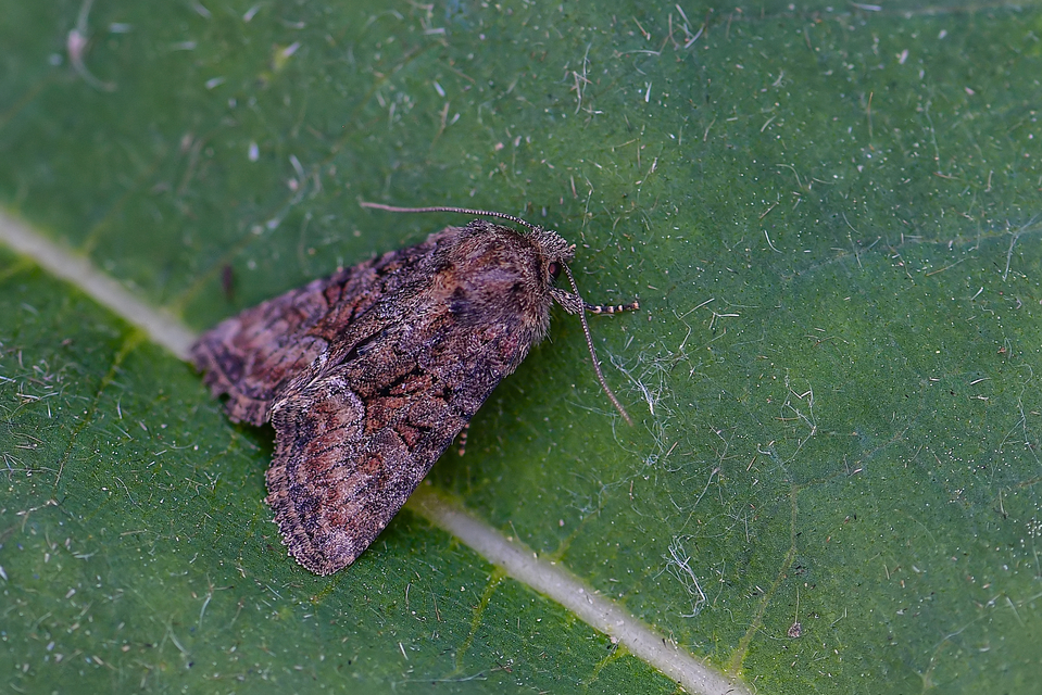 Oligia strigilis/latruncula/versicolor