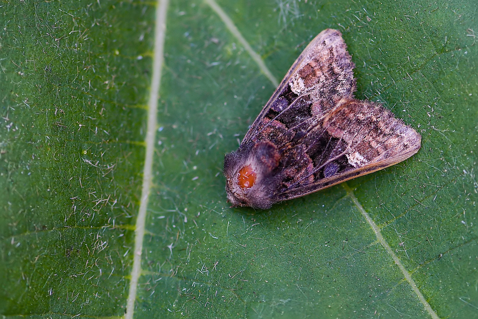 Euplexia lucipara - szeder-csipkésbagoly