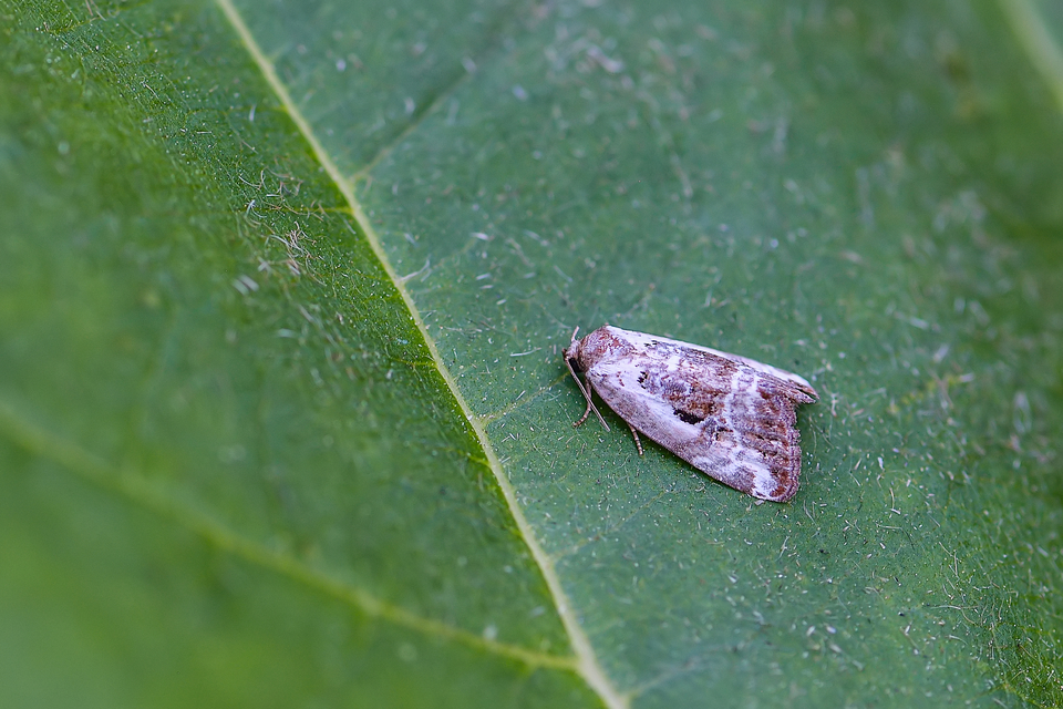 Hapalotis venustula - rózsaszínű mázasbagoly