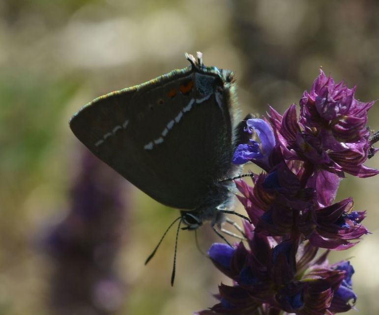 Satyrium spini - kökény-csücsköslepke