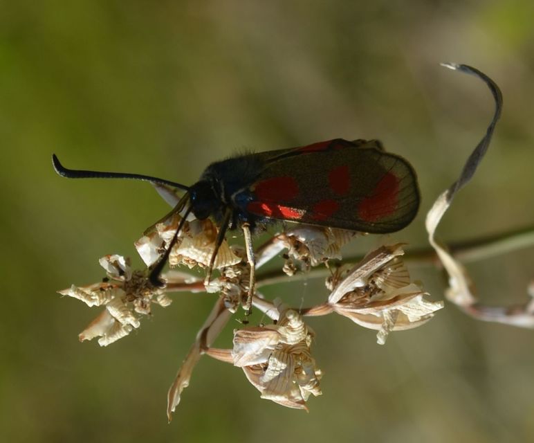 Zygaena loti - közönséges csüngőlepke