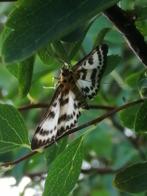 Anania hortulata - tarka csalánmoly