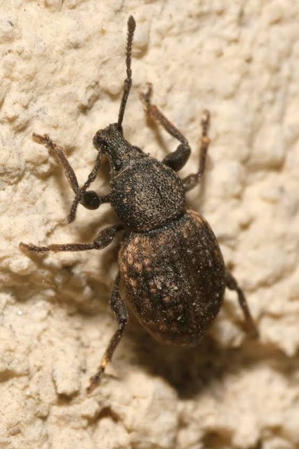 Otiorhynchus raucus - molyhos gyalogormányos