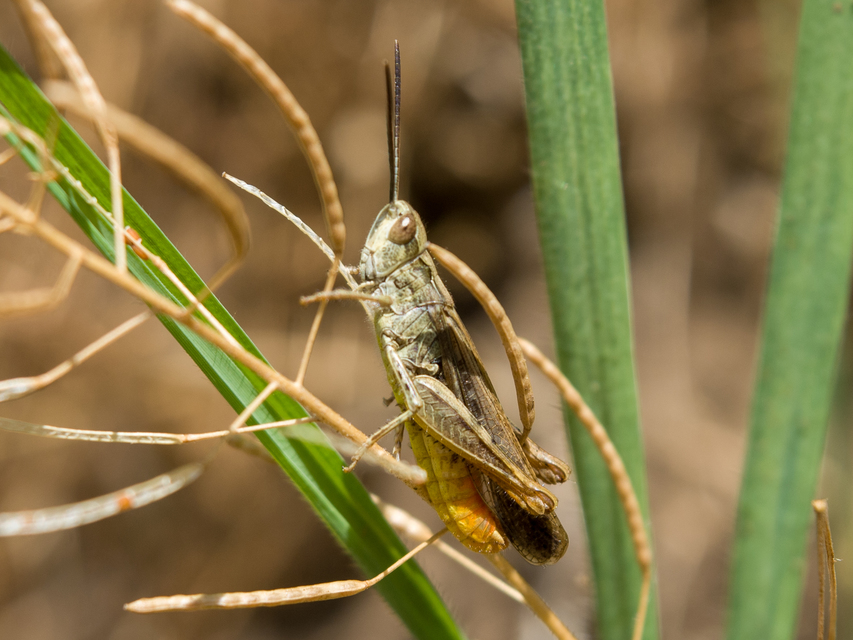 Chorthippus brunneus - közönséges tarlósáska