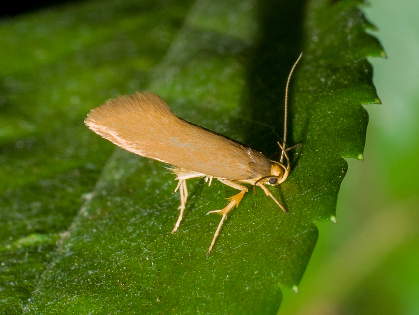 Crassa tinctella/unitella