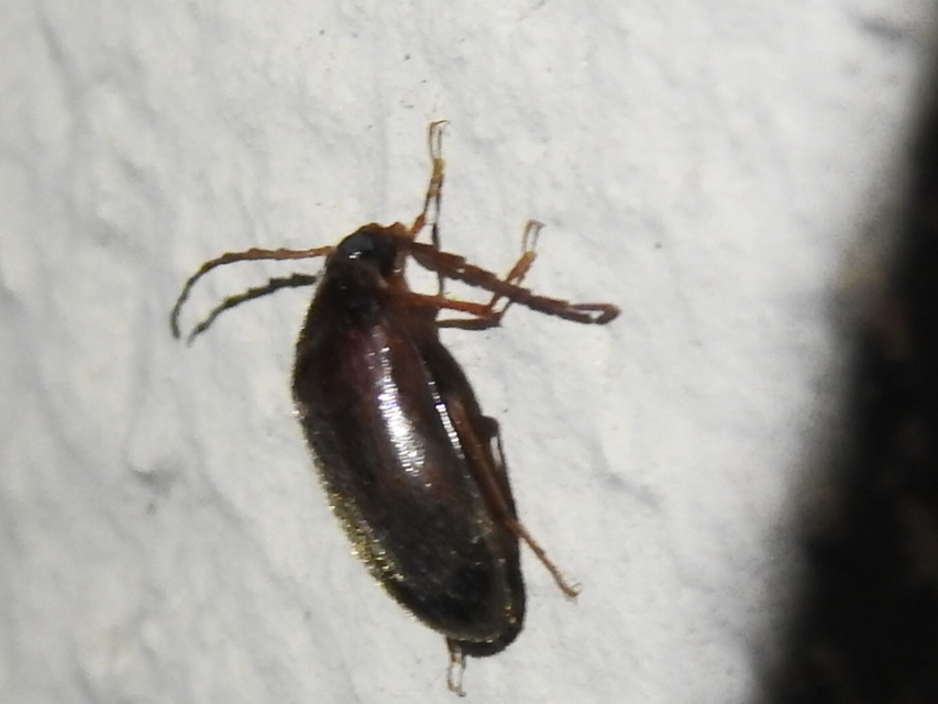 Hymenalia rufipes - rőtlábú alkonybogár