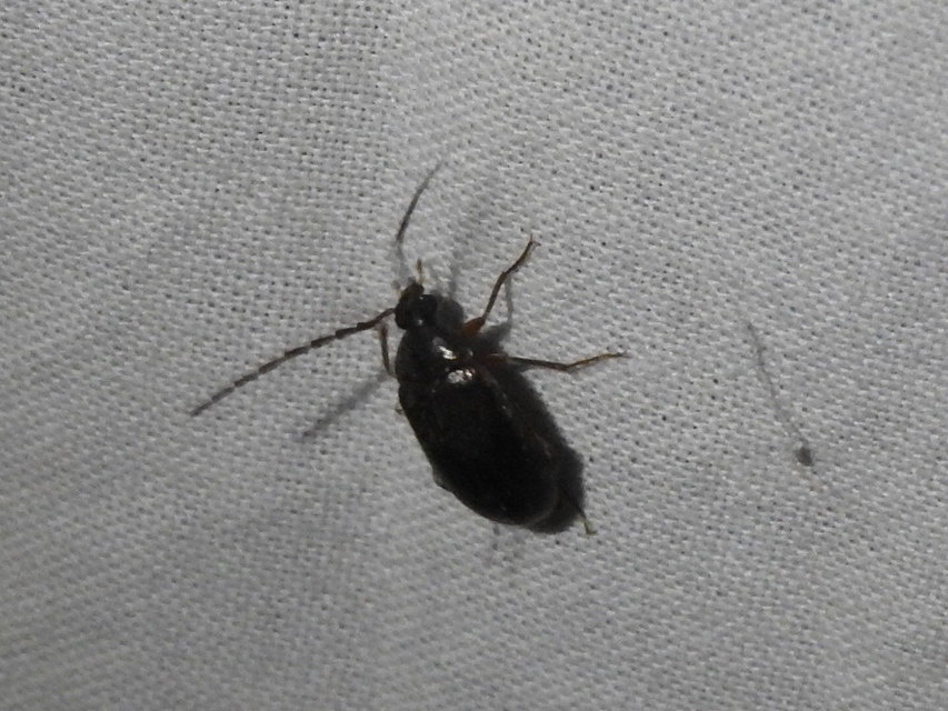 Hymenalia rufipes - rőtlábú alkonybogár