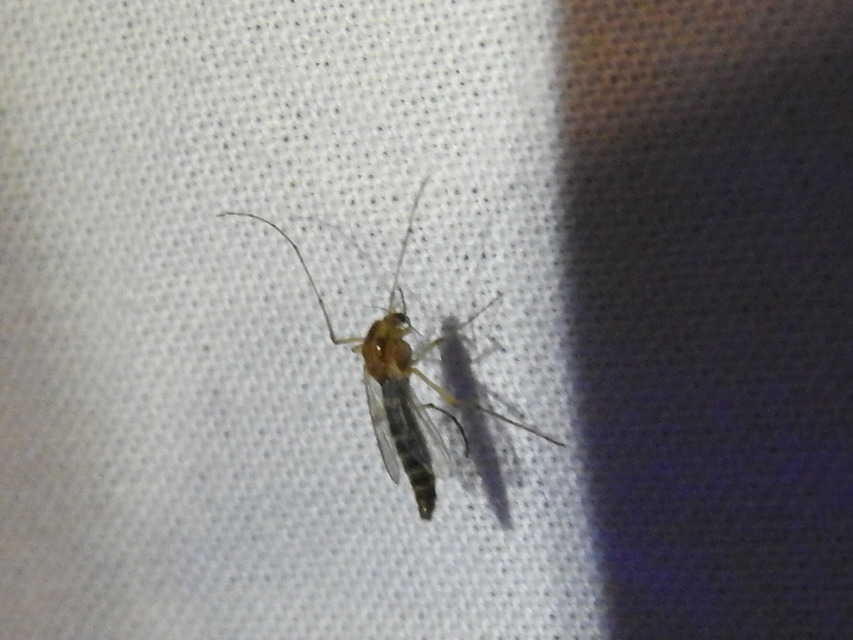 Chironominae
