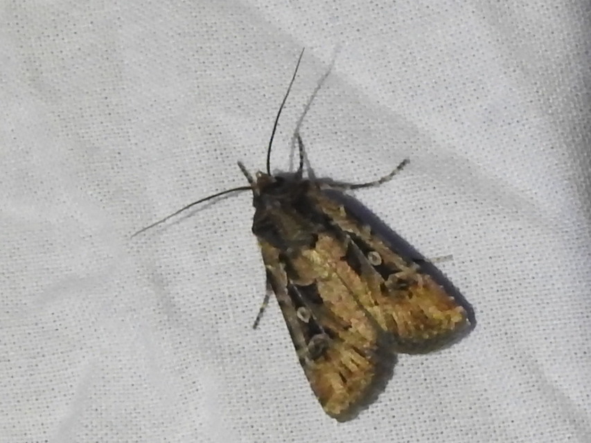 Euxoa tritici/nigrofusca/eruta