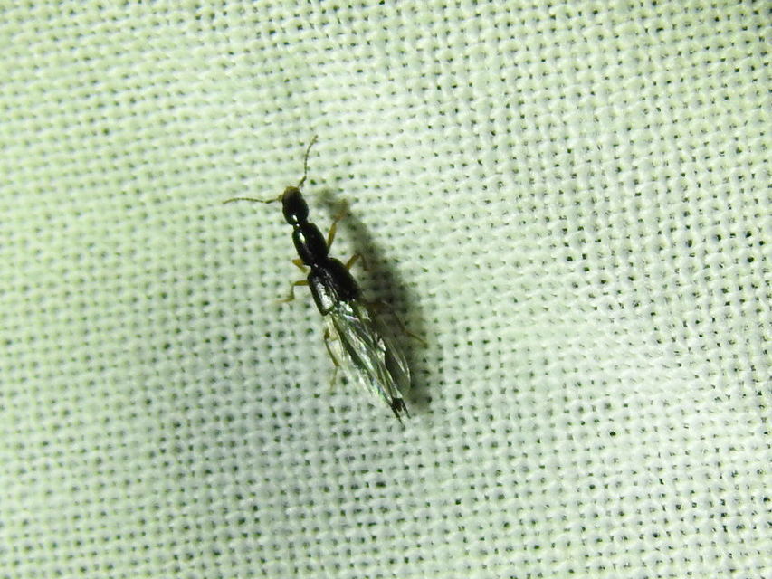 Ochthephilum fracticorne - közönséges posványholyva