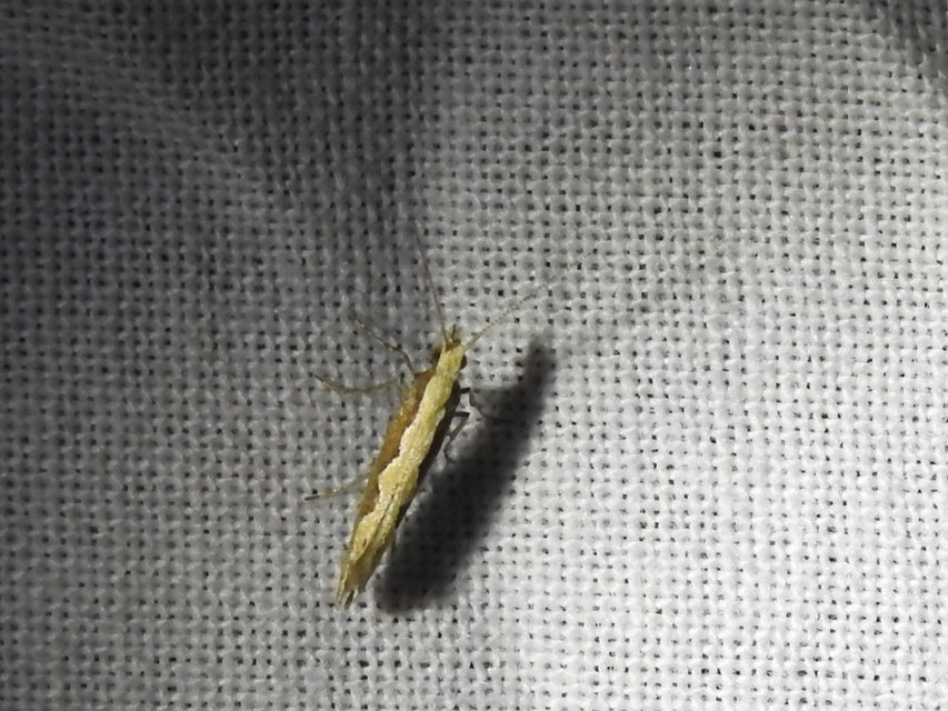 Plutella xylostella - káposztamoly