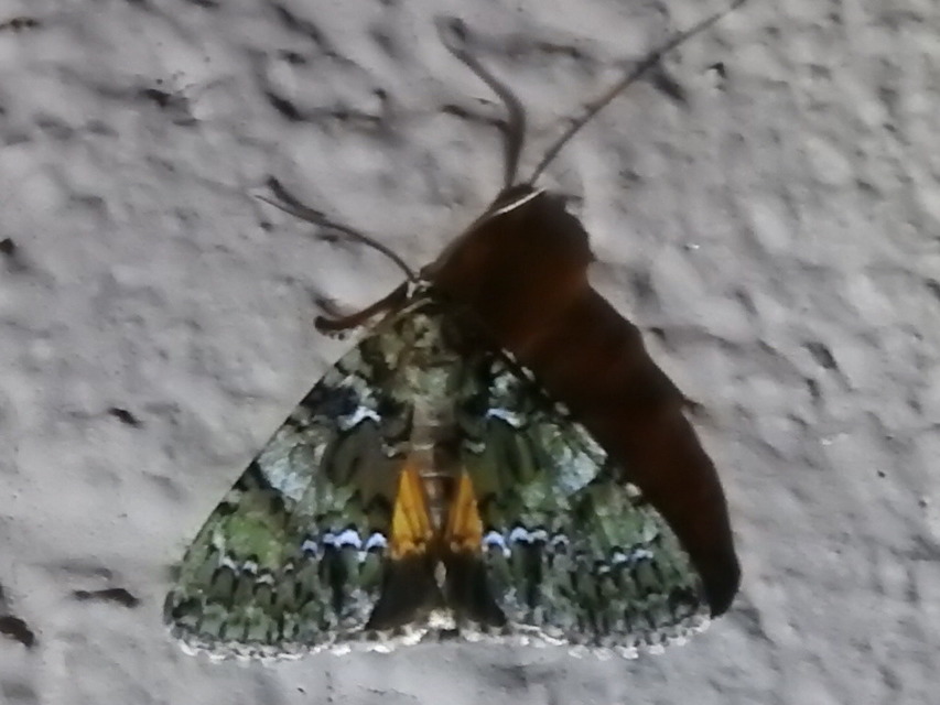 Polyphaenis sericata - selyemfényű erdeibagoly