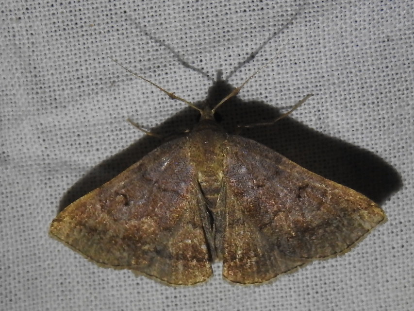 Zanclognatha lunalis - pelyheslábú karcsúbagoly