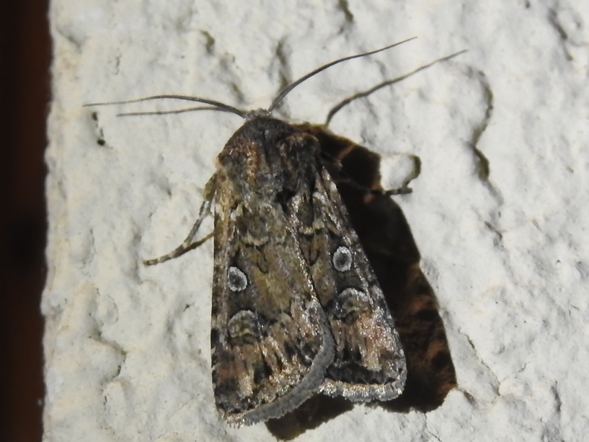Euxoa tritici/nigrofusca/eruta