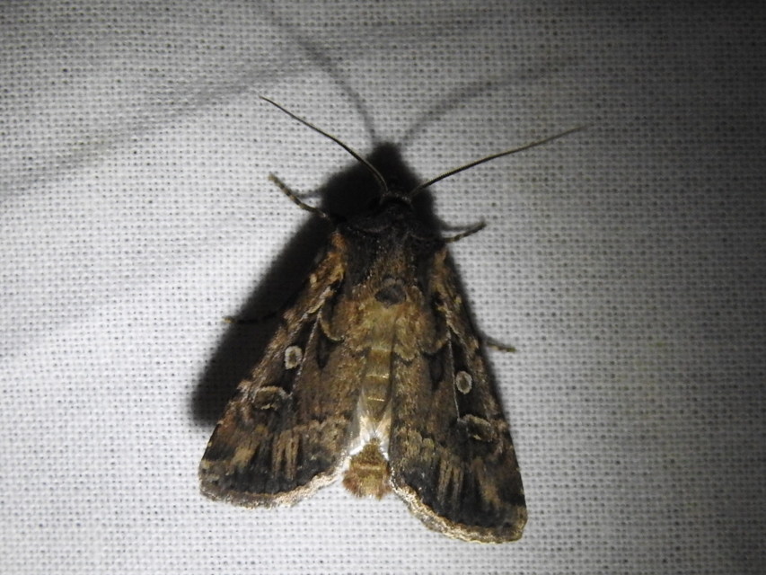 Euxoa tritici/nigrofusca/eruta