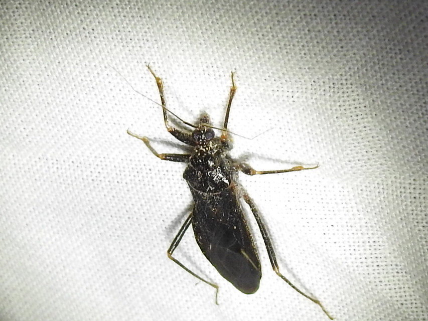 Reduvius personatus - szemetes zugpoloska