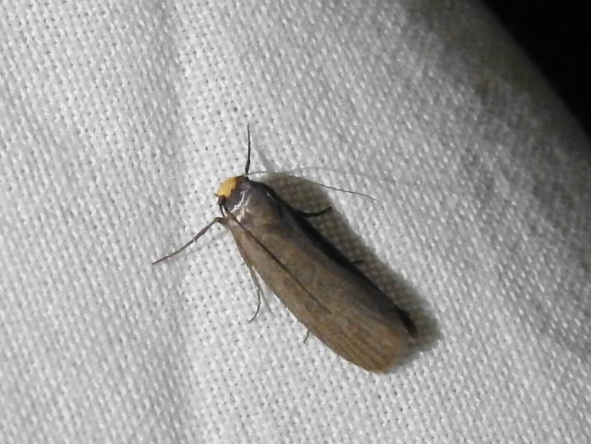 Achroia grisella - kis viaszmoly