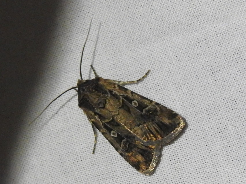 Euxoa tritici/nigrofusca/eruta