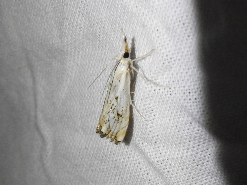 Catoptria falsella - hálós fűgyökérmoly