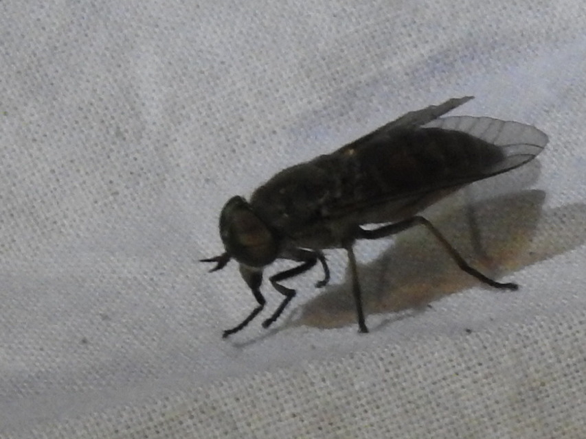 Tabanidae - böglyök