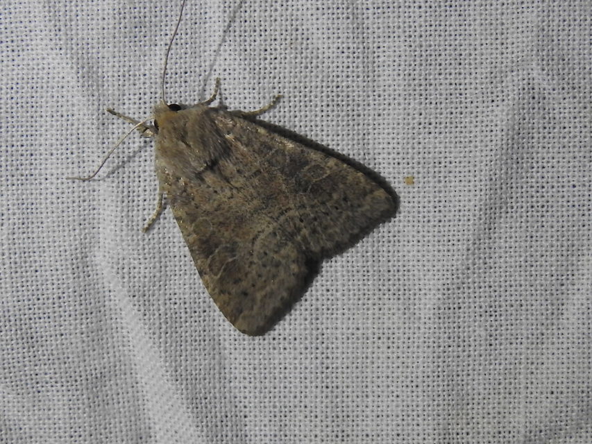 Parastichtis suspecta - sötét erdeibagoly