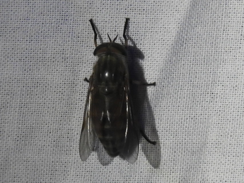 Tabanidae - böglyök