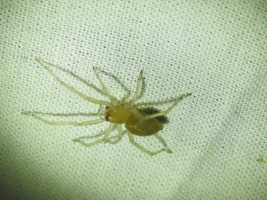 Cheiracanthium