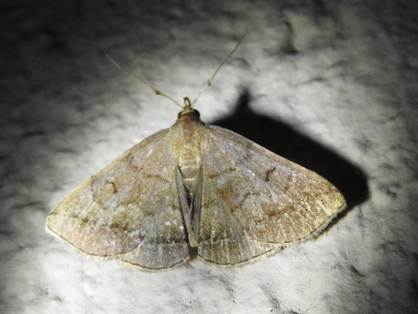 Zanclognatha lunalis - pelyheslábú karcsúbagoly