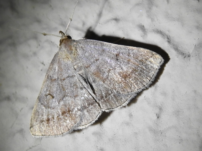 Zanclognatha lunalis - pelyheslábú karcsúbagoly