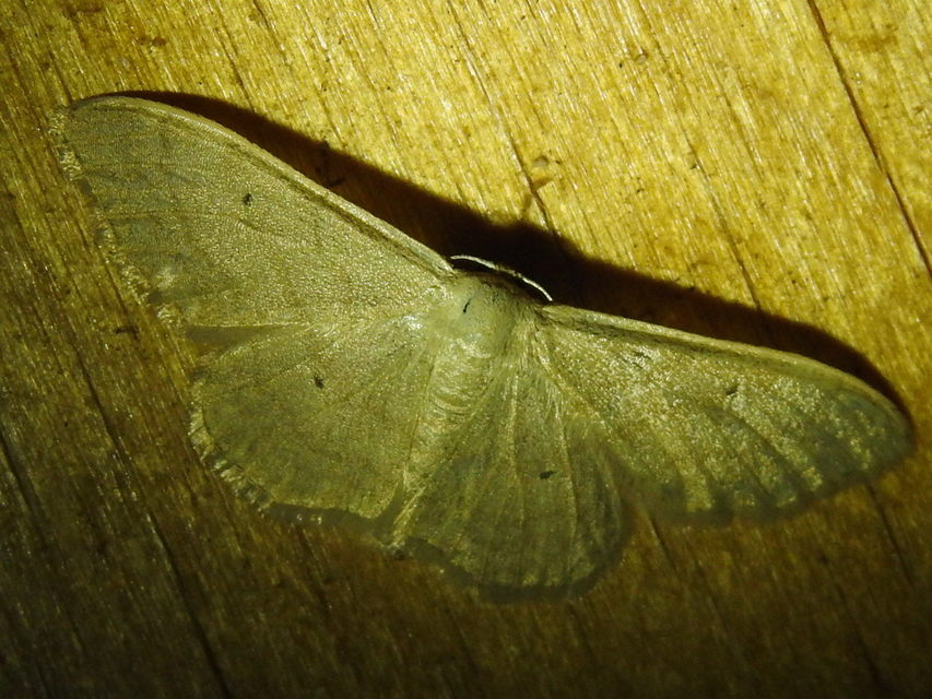Idaea straminata - szalmasárga sávosaraszoló