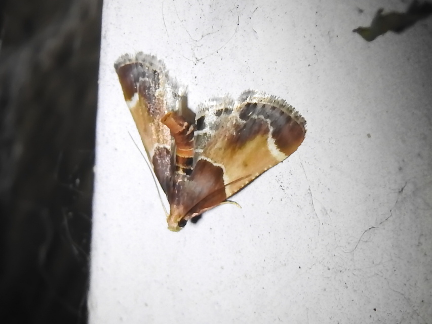 Pyralis farinalis - lisztilonca