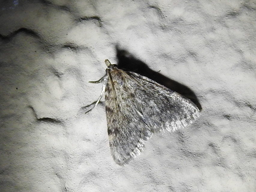Aglossa pinguinalis - zsiradékmoly