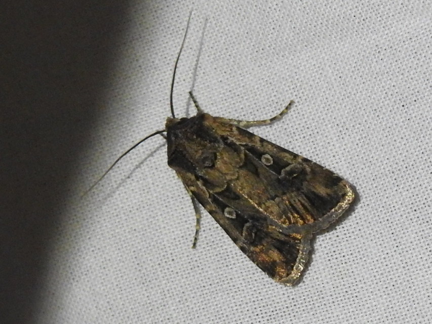 Euxoa tritici/nigrofusca/eruta