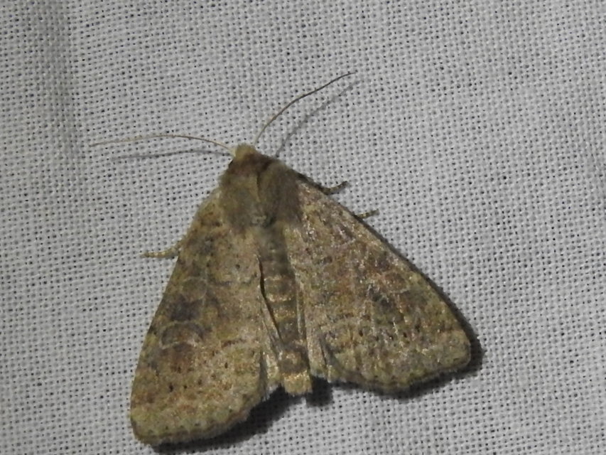 Parastichtis suspecta - sötét erdeibagoly