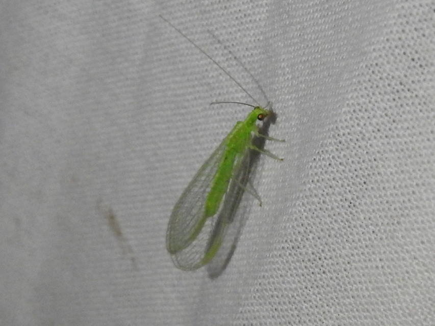 Chrysopidae - zöldfátyolkák