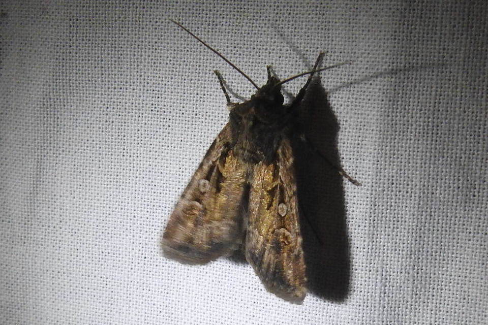 Euxoa tritici/nigrofusca/eruta