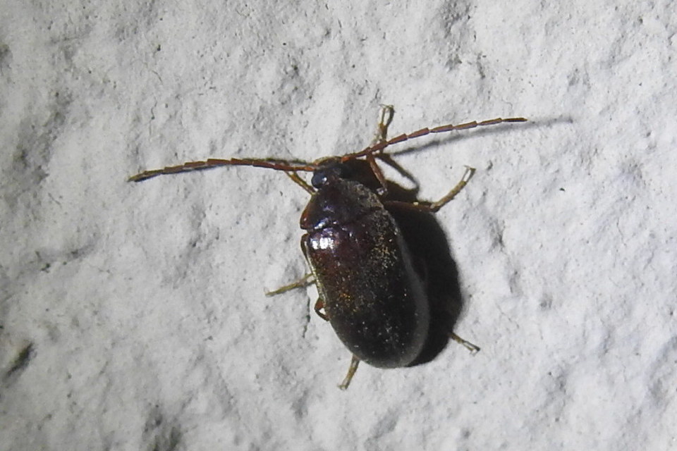 Hymenalia rufipes - rőtlábú alkonybogár