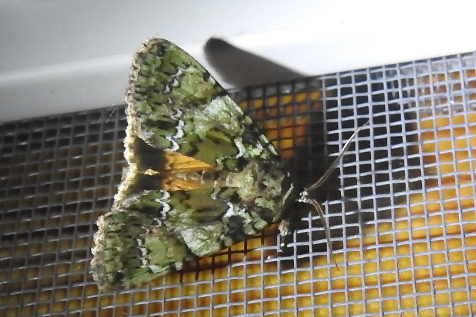Polyphaenis sericata - selyemfényű erdeibagoly