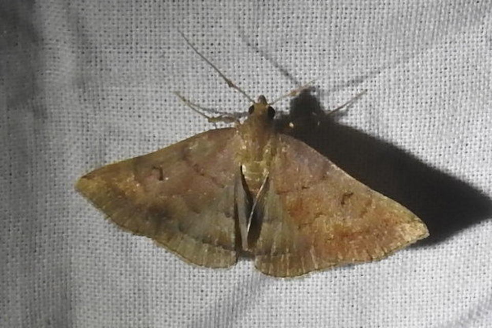 Zanclognatha lunalis - pelyheslábú karcsúbagoly