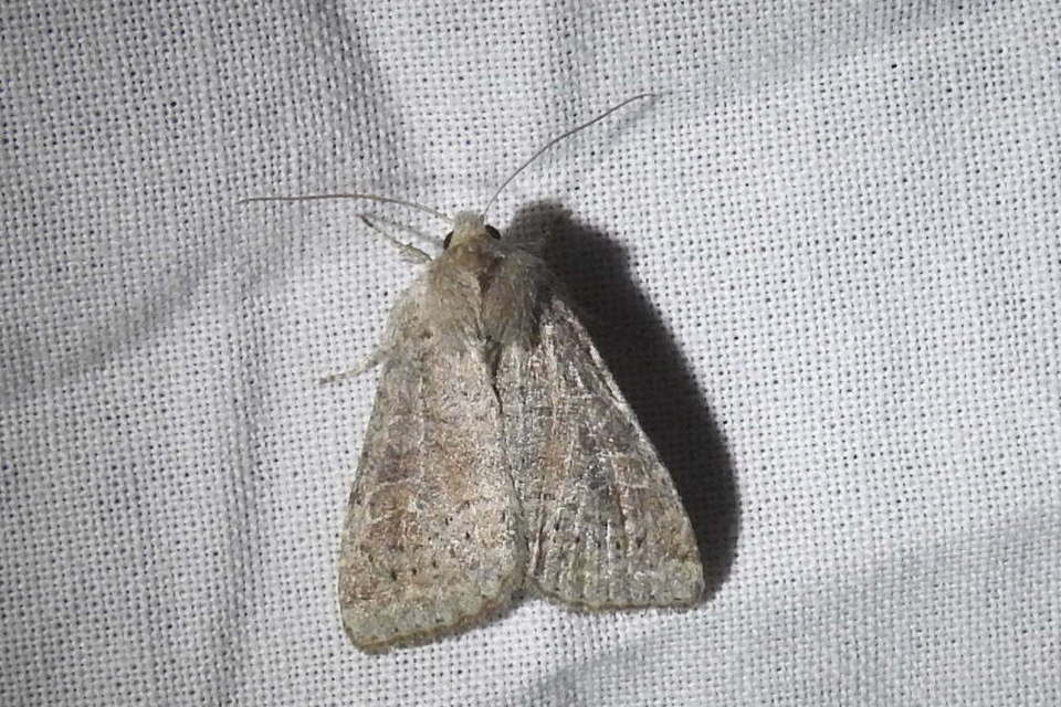 Parastichtis suspecta - sötét erdeibagoly