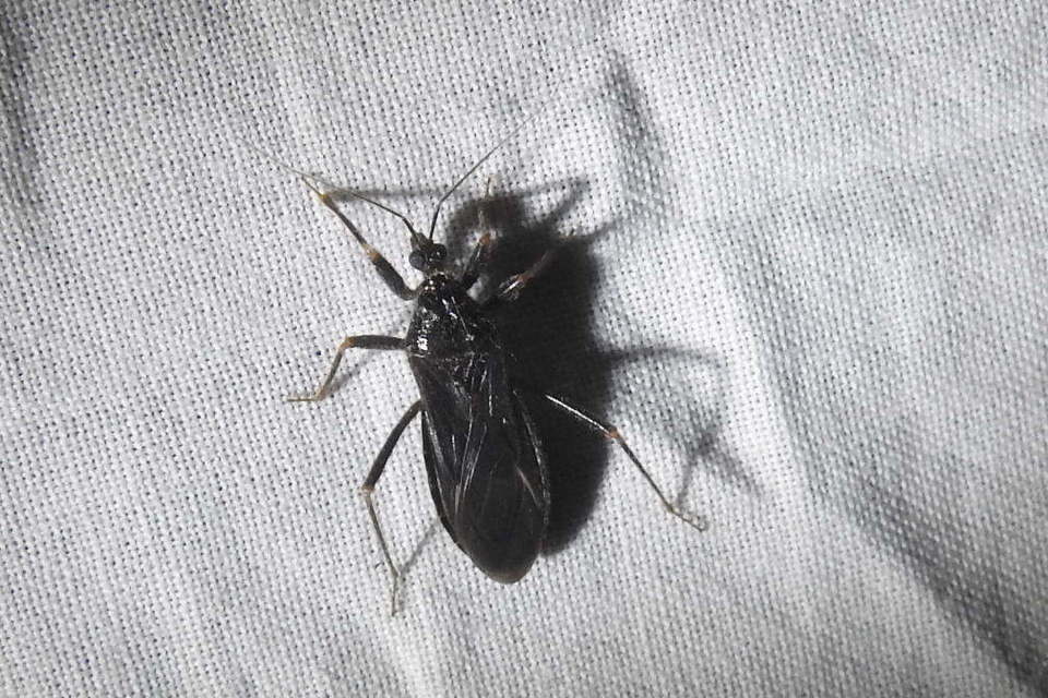 Reduvius personatus - szemetes zugpoloska