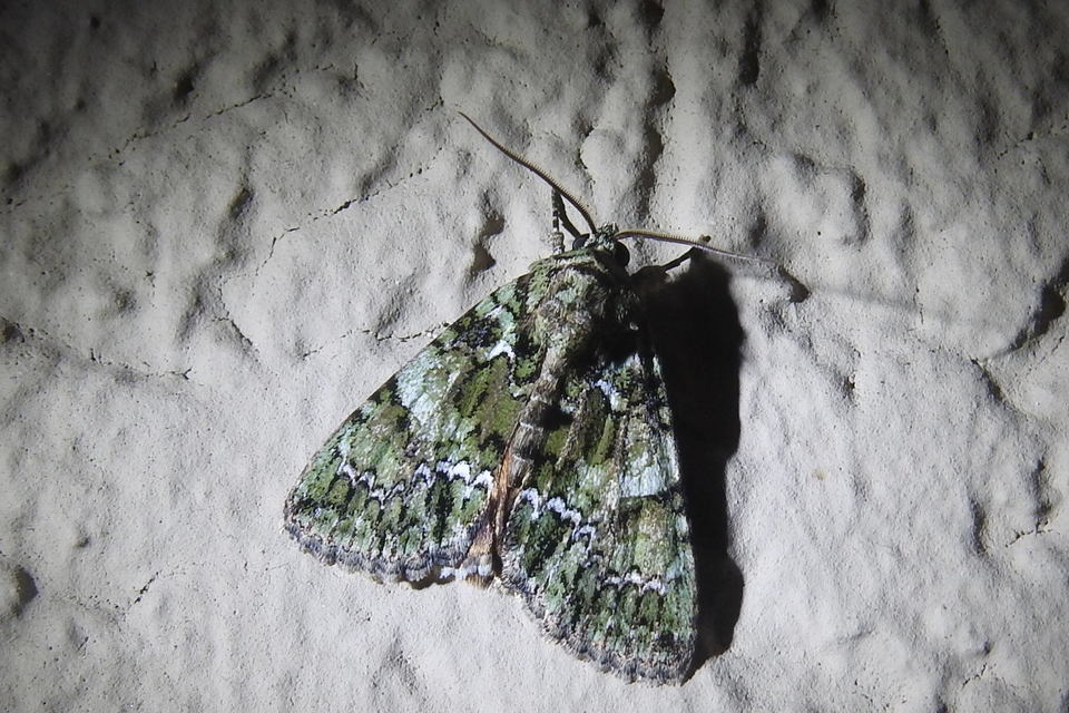 Polyphaenis sericata - selyemfényű erdeibagoly
